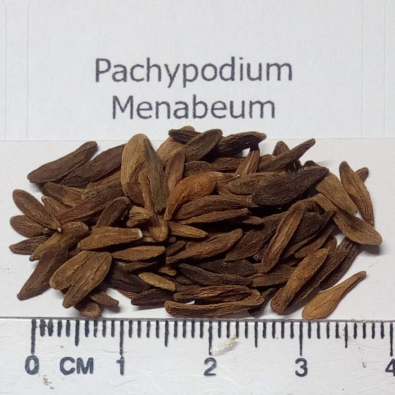 【0902】アガベ&パキポディウム種子6種セット Amazon.co.jp: 【種子】Pachypodium Menabeum◇パキポディウム